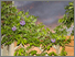Night Garden (wisteria) Wendy McMurdo 2020