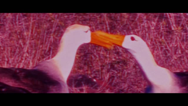 The Birdwatcher - Trailer 2025