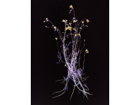 McMurdo_Wendy_The Radical Road (Campanula rotundifolia)_50cm x 66.67cm-C-type photographic print