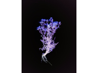 McMurdo, Wendy_The Radical Road (Senecio jacobea)_50cm x 66.67cm_C-type photographic print