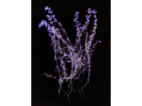 McMurdo_Wendy_The Radical Road (Galium verum)_50cm x 66.67cm-C-type photographic print