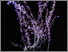 [thumbnail of McMurdo_Wendy_The Radical Road (Galium verum)_50cm x 66.67cm-C-type photographic print]