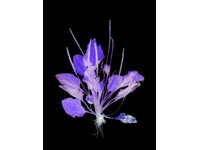 McMurdo_Wendy_The Radical Road (Plantago major)_50cm x 66.67cm-C-type photographic print