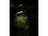 Darkwood Wildwood no-1