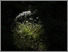 [thumbnail of Darkwood Wildwood no-1]