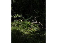 Darkwood Wildwood no-10