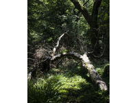 Darkwood Wildwood no-11