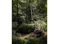 Darkwood Wildwood no-12