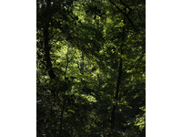 Darkwood Wildwood no-2