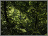 [thumbnail of Darkwood Wildwood no-2]