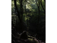 Darkwood Wildwood no-3