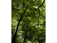 Darkwood Wildwood no-4