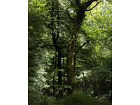 Darkwood Wildwood no-5