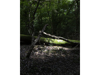 Darkwood Wildwood no-6