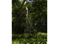 Darkwood Wildwood no-7
