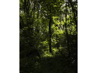 Darkwood Wildwood no-8