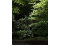Darkwood Wildwood no-9