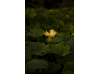 A Picture of Heath - image