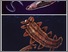 [thumbnail of Enigmatic prehistoric organisms.jpg]